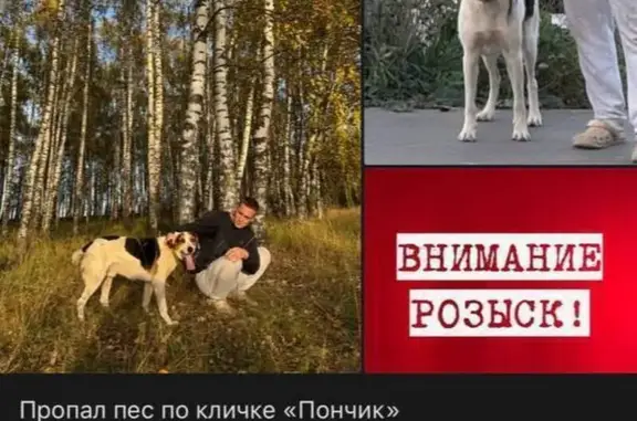 Пропал собака, проспект Заречье, Осиновское - белый в пятнистый окрас - photo