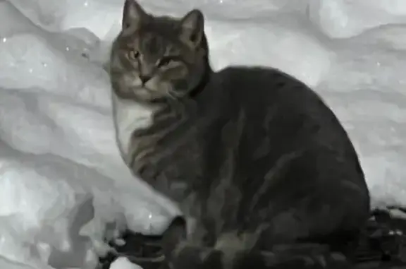 Найдена кошка, Москва, фото: Найдена кошка, Комсомольский проспект, 25 к1, Москва - ухоженная шерстка, возможно косоватая