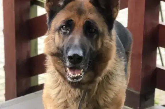 Пропала собака, женский пол, Балтийская улица, 16Б, Ижевское - photo