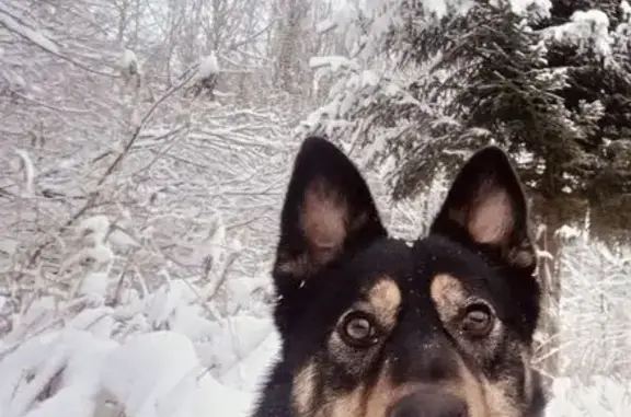 Собаки потеряшки, Апраксинское, фото: Потеряшка собака, 34К-124, Апраксинское сельское поселение - черно-коричневый в ошейнике