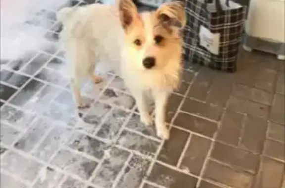 Пропала собака, Лиски, Воронежская область - ситуация срочная - photo