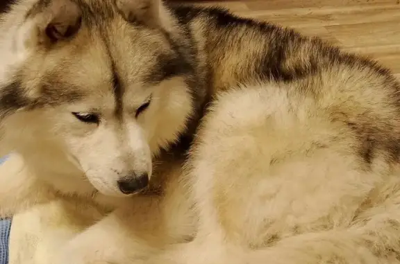 Найдена собака, Донское, фото: Найден собака, мужской, Донское, Тамбовская область - похож на маламута