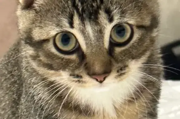 Пропал кот, Балашиха, Московская область - шотландской породы - photo