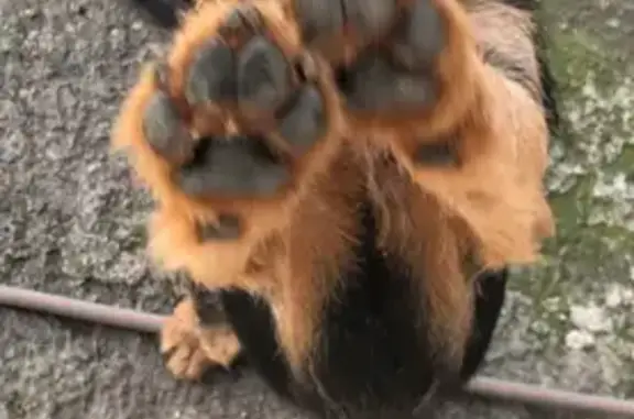 Пропал собака, Бакинская улица, 11Б, Сочи - ягдтерьер Тайсон с ошейником - photo