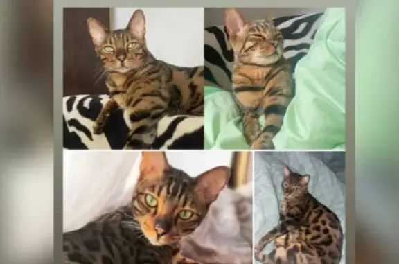 Пропал кот, Карпатская улица, Калининград - убежал через окно - photo