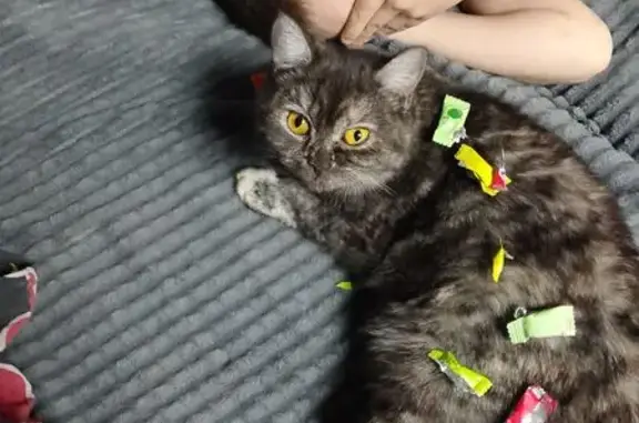 Пропала кошка, Красногвардейская улица, 29, Оренбург - photo