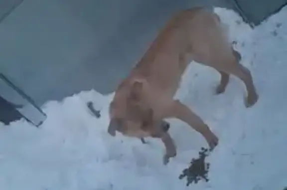 Найденные животные Дмитриевский сельсовет, фото: Найдена собака, Садовая улица, 2/1, Дмитриевский сельсовет - рыжая, с матерчатым ошейником