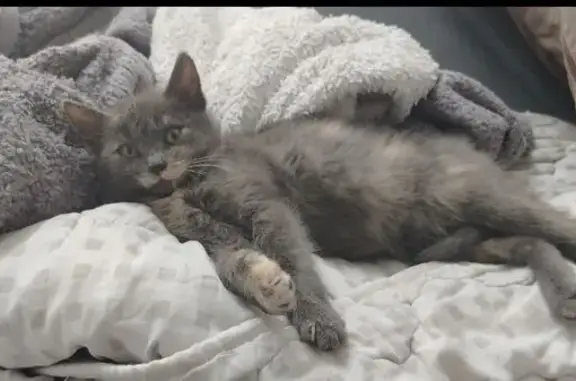 Пропала кошка, Солонцовский сельсовет, окрас черепаха - photo