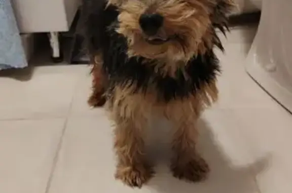 Найденные животные Владивосток, фото: Найдена собака, улица Майора Филипова, Владивосток - приветливая и воспитанная