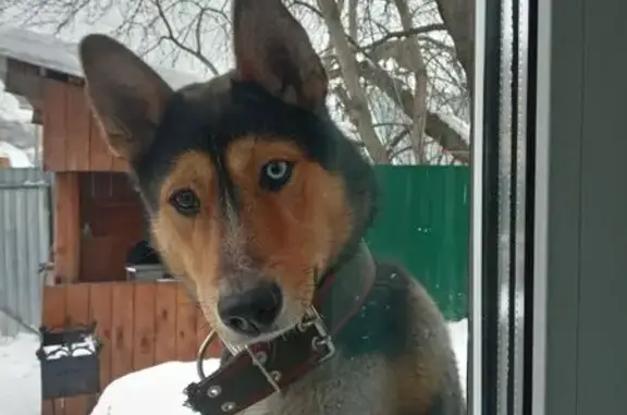 Пропал собака, мужской, Туркменский переулок, 1Д, Томск - черно-рыжий окрас, разноглазый - photo