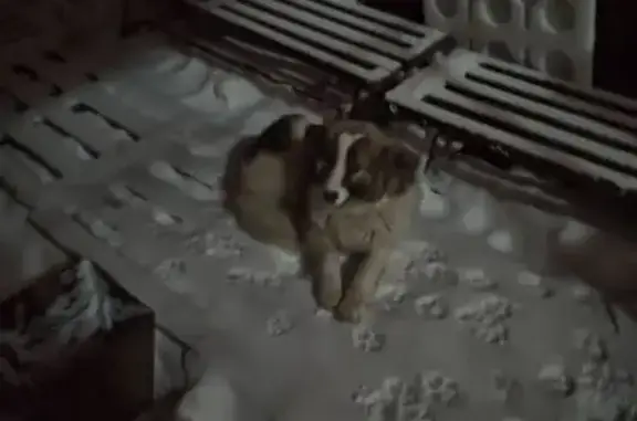 Найденные животные Томск, фото: Найдена собака, улица Шевченко, 51, Томск - пушистая, тянется к людям