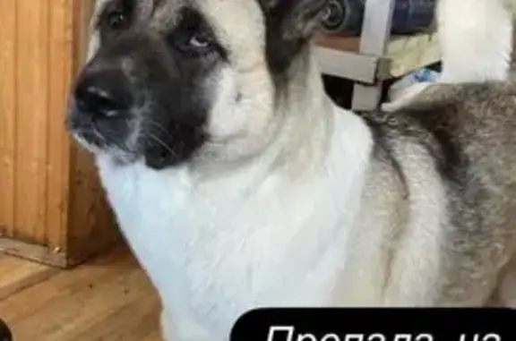 Пропала собака, женский пол, улица Балкыш, 17, Азьмушкино - photo