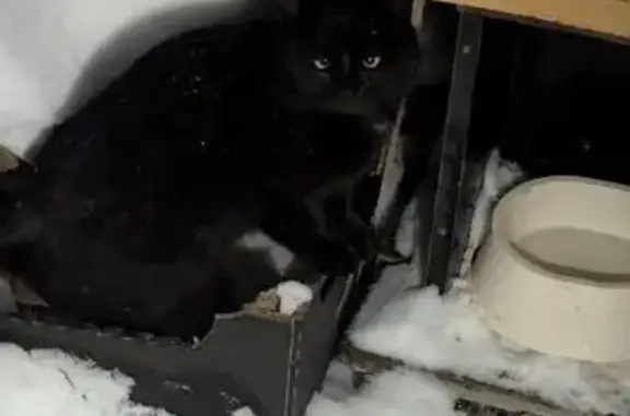 Найдена кошка, Нивенское, фото: Найден кот, Калининградская улица, 13, Нивенское - ласковый и дружелюбный