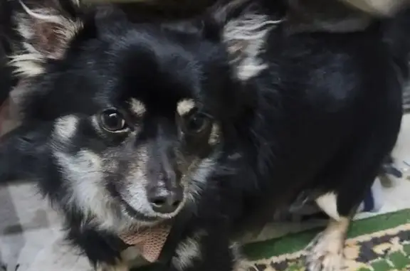 Собаки потеряшки, Волжский, фото: Потеряшка собака, СНТ Энергетик, Волжский - откликается на кличку Чарли