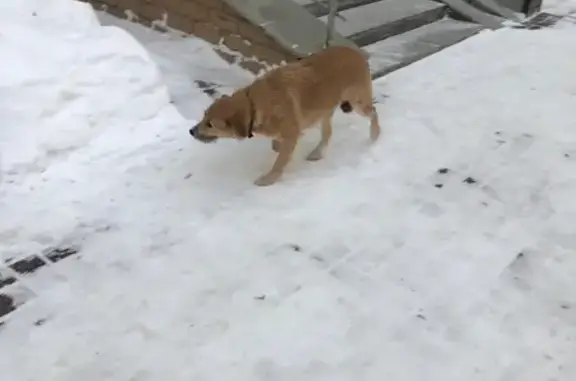 Найденные животные Уфа, фото: Найдена собака, улица Ухтомского, 16, Уфа - бежевая в ошейнике