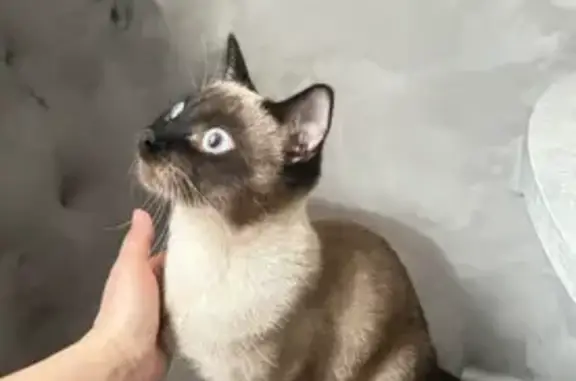 Пропал кот, Пролетарская улица, 30, Берёзовка - сиамский с обрубленным хвостом - photo