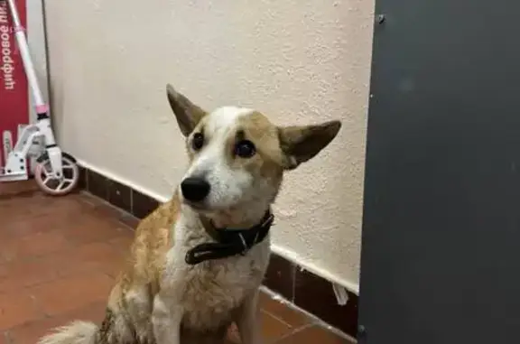 Найдена собака, Москва, фото: Найдена собака, Старопетровский проезд, 10Б, Москва - есть ошейник