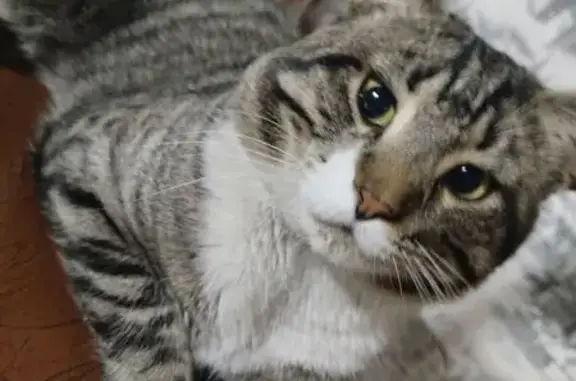 Пропал кот, Степная улица, 11, Первомайское - правое ушко чуть порванное - photo