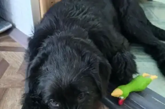 Потерянные животные Салехард, фото: Пропал собака, Салехард, Ямало-Ненецкий автономный округ - черный с белым пятном на шее