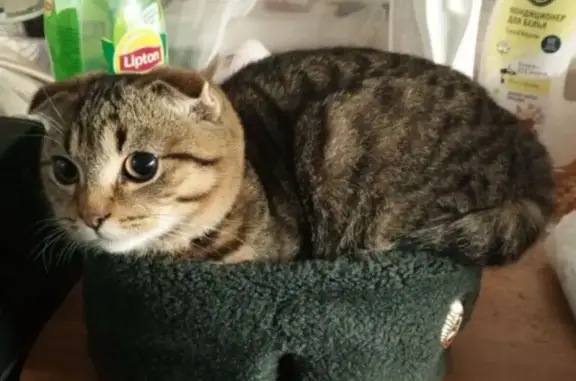 Пропал кот, улица Островских Молодогвардейцев, 85, Остров - тигровый окрас - photo