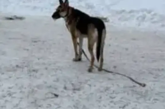 Найденные животные Чебоксары, фото: Найдена собака, улица Шумилова, Чебоксары - в наморднике и с поводком