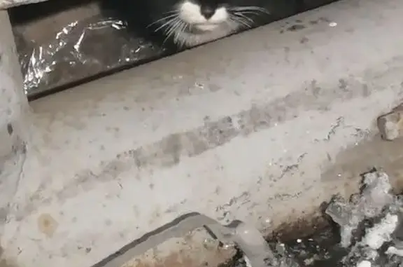 Объявления о пропавших и найденных животных, Чита, фото: Найдена кошка, улица Шилова, 100, Чита - черно-белая, сильно мяукает