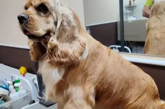 Пропала собака, Садовая улица, 92, Рощино - миниатюрный американский кокер спаниель - photo