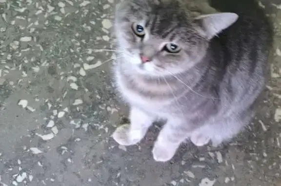 Найдена кошка, Иваново, фото: Найдена кошка, улица Красных Зорь, 51, Иваново - серая с полосками