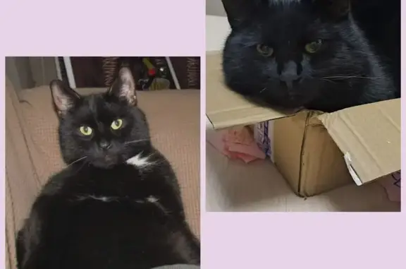 Пропал кот, улица Чайковского, 18, Бор - photo