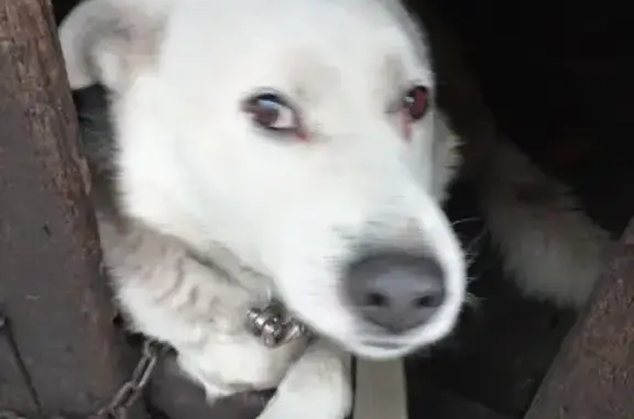 Пропал собака, Булгаковский сельсовет, Башкортостан - белый в чёрные пятна - photo