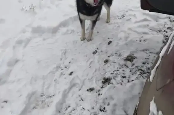 Собаки потеряшки, Пермь, фото: Потеряшка собака, улица Яблочкова, 39 к1, Пермь - чёрного окраса, коричневые глаза