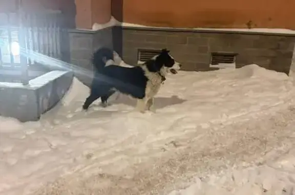 Найденные животные Санкт-Петербург, фото: Найдена собака, Окраинная улица, Санкт-Петербург - чёрно-белая, очень дружелюбная