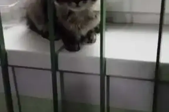 Найдена кошка, Кострома, фото: Найдена кошка, 22, Кострома - ручная, 5-6 месяцев