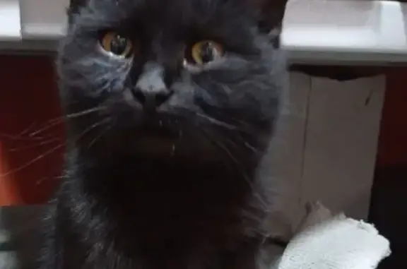 Найдена кошка, Астрахань, фото: Найдена кошка, площадь Ленина, Астрахань