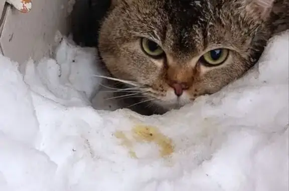 Найдена кошка, Тула, фото: Найдена кошка, улица Седова, 12, Тула - прибилась к магазину Бристоль