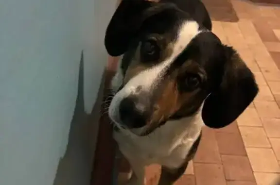 Найдена собака, Нижний Новгород, фото: Найден собака, проспект Героев, Нижний Новгород - ласковый, хорошо относится к кошкам