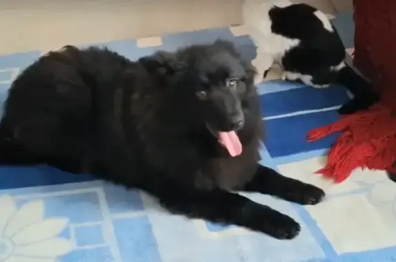 Пропал щенок, улица Орджоникидзе, 92, Батайск - пушистый без белых пятен - photo