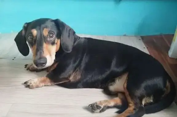 Найденные животные Уфа, фото: Найден собака, Уфа, Башкортостан - похожа на таксу, чёрная с коричневой мордой