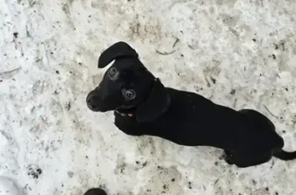 Найдена собака, Тула, фото: Найден собака, проспект Ленина, 143В, Тула - чёрная такса с белой грудкой