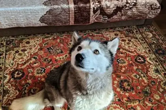 Найденные животные Воронеж, фото: Найдена собака, женская, улица Платонова, Воронеж - предположительно хаски