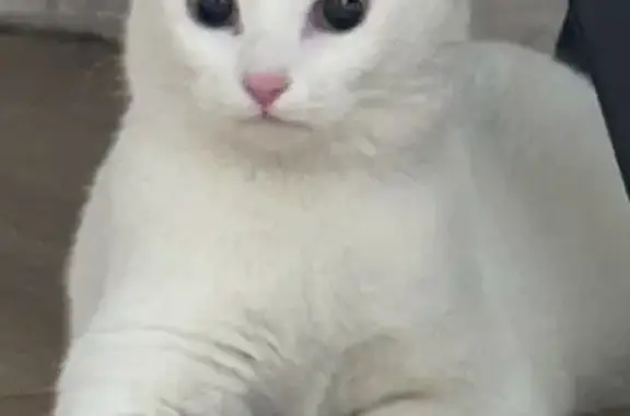 Найдена кошка! В подъезде Рогачёва 20А. Домашняя, ухоженная. Хочет домой! Ищем хозяина!