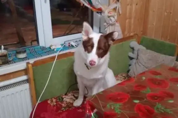 Пропал собака, Ильинка, Рязанская область - белый с коричневыми пятнами - photo