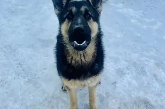 Пропал собака, улица Никитина, 51, Юрга - photo