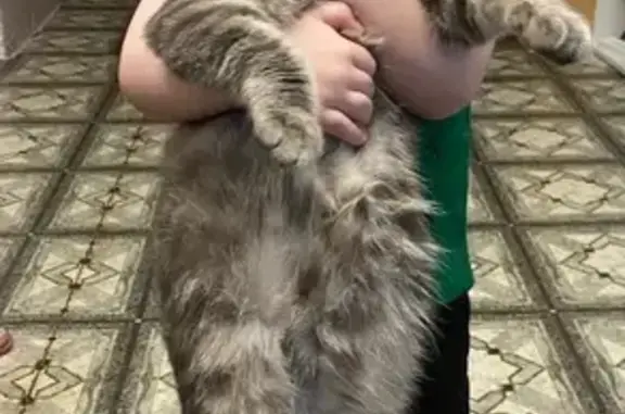 Кошки потеряшки, Ишим, фото: Потеряшка кот, улица Чкалова, 4, Ишим - серый вислоухий