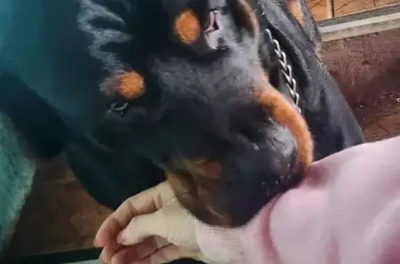 Пропал собака, Темрюк, Краснодарский край - железная цепь на шее - photo