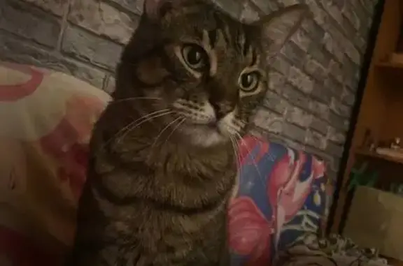 Пропал кот, Донская улица, 4, Новомосковск - крупный и кастрированный - photo