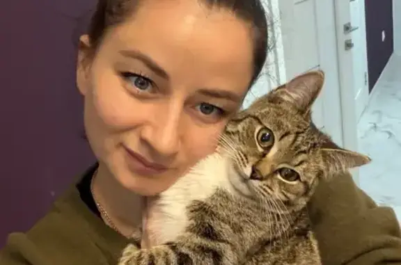 Объявления о пропавших и найденных животных, Михайловск, фото: Пропал кот, улица Ишкова, 151, Михайловск - черепаховый окрас, белое пузико