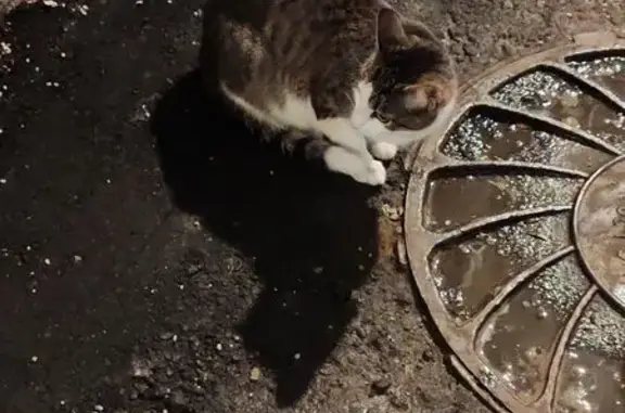 Найдена кошка, Москва, фото: Найдена кошка, Лесная улица, 61 к2, Москва - ласковая, ухоженная