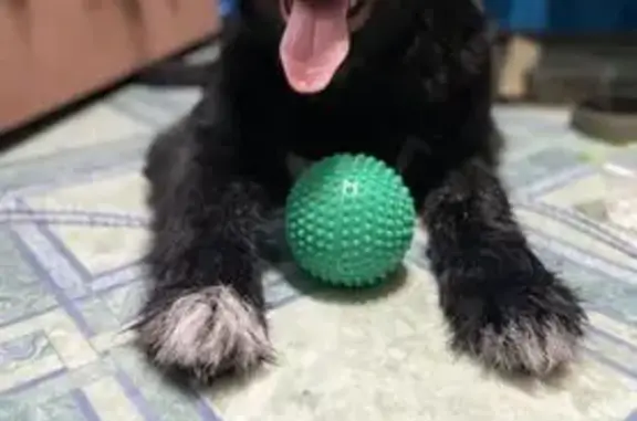 Потерянные животные Салехард, фото: Пропала собака, улица Зои Космодемьянской, 39/39А, Салехард