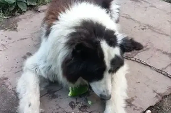 Пропала собака, мужской, д. Порицы, Ленинградская область - кличка Филл - photo